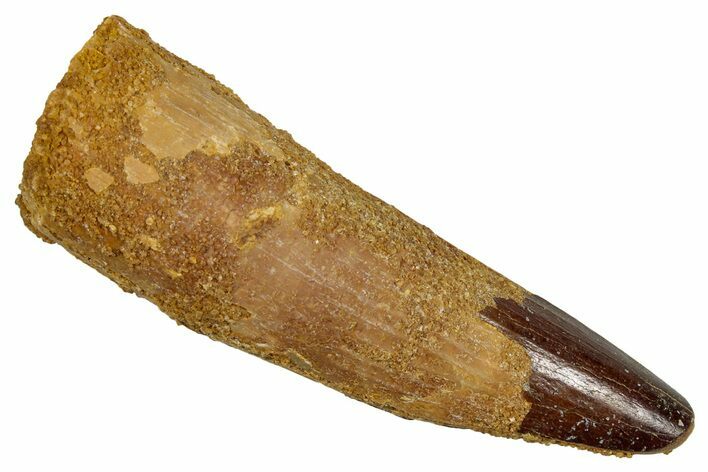 Fossil Spinosaurus Tooth - Real Dinosaur Tooth #344179